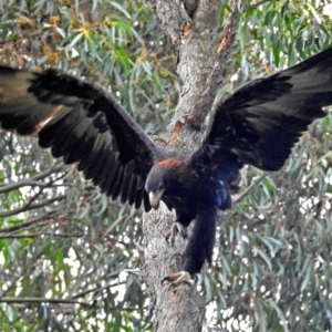 Aquila audax at Acton, ACT - 30 May 2018