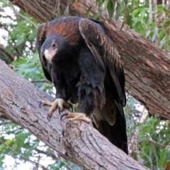 Aquila audax at Acton, ACT - 30 May 2018