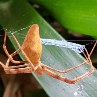 Asianopis sp. (genus) (Net-casting spider) at Undefined - 28 Apr 2018 by Suemeade