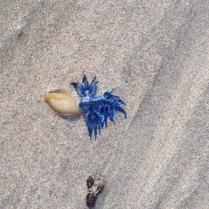 Glaucus atlanticus at Denhams Beach, NSW - 28 Feb 2018 10:41 AM