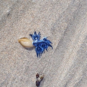 Glaucus atlanticus at Denhams Beach, NSW - 28 Feb 2018