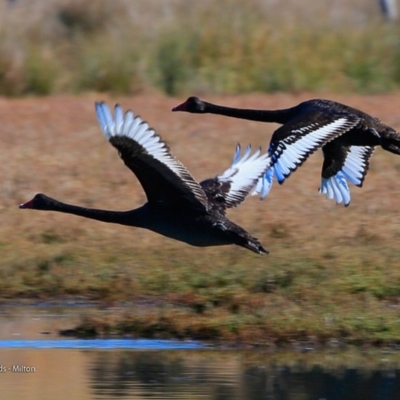 Cygnus atratus (Black Swan) at Undefined - 24 Jul 2017 by Charles Dove