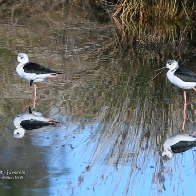 Himantopus leucocephalus (Pied Stilt) at Undefined - 24 Jul 2017 by Charles Dove