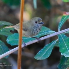 Acanthiza pusilla (Brown Thornbill) at Conjola Bushcare - 26 Jul 2017 by Charles Dove
