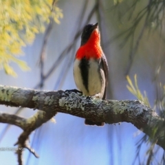 Dicaeum hirundinaceum (Mistletoebird) at Conjola Bushcare - 27 Jul 2017 by CharlesDove