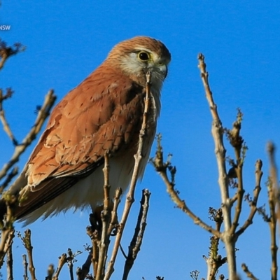 Falco cenchroides (Nankeen Kestrel) at Undefined - 25 Jul 2017 by CharlesDove