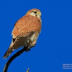 Falco cenchroides at undefined - 25 Jul 2017