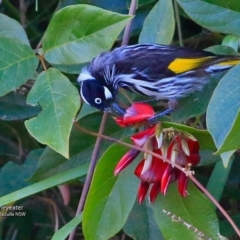 Phylidonyris novaehollandiae (New Holland Honeyeater) at Ulladulla - Warden Head Bushcare - 26 Jul 2017 by CharlesDove