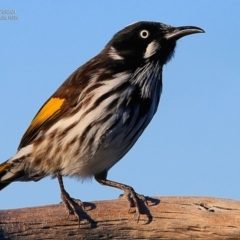 Phylidonyris novaehollandiae at Ulladulla - Warden Head Bushcare - 26 Jul 2017 12:00 AM