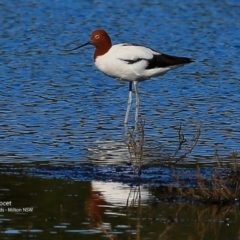 Recurvirostra novaehollandiae (Red-necked Avocet) at Undefined - 24 Jul 2017 by Charles Dove