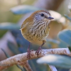 Acanthiza lineata (Striated Thornbill) at Conjola Bushcare - 26 Jul 2017 by Charles Dove
