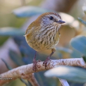 Acanthiza lineata at Conjola Bushcare - 27 Jul 2017