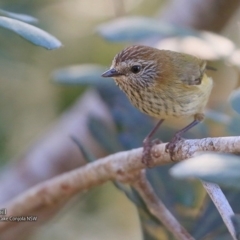 Acanthiza lineata at Conjola Bushcare - 27 Jul 2017