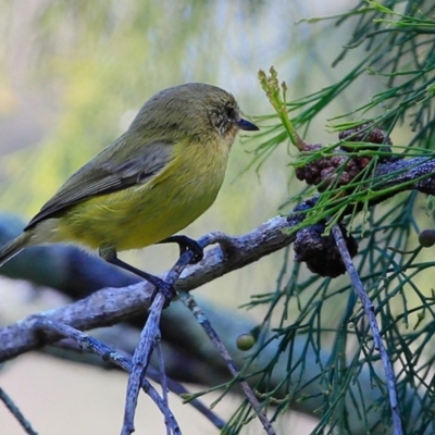 Acanthiza nana (Yellow Thornbill) at Narrawallee Foreshore Reserves Walking Track - 27 Jul 2017 by Charles Dove