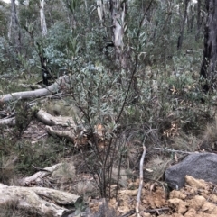 Daviesia mimosoides subsp. mimosoides at Booth, ACT - 28 May 2018 by Ryl