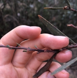 Daviesia mimosoides subsp. mimosoides at Booth, ACT - 28 May 2018