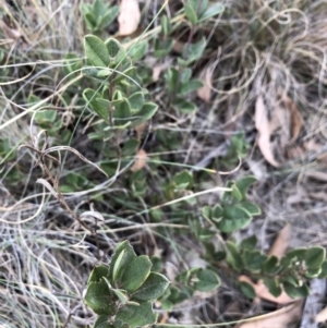 Podolobium alpestre at Booth, ACT - 28 May 2018