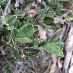 Podolobium alpestre at Booth, ACT - 28 May 2018