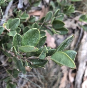 Podolobium alpestre at Booth, ACT - 28 May 2018