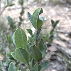 Podolobium alpestre at Booth, ACT - 28 May 2018 01:38 PM