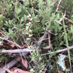 Monotoca scoparia (Broom Heath) at Booth, ACT - 28 May 2018 by Ryl