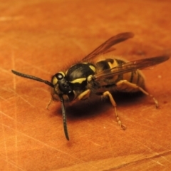 Vespula germanica (European wasp) at Pollinator-friendly garden Conder - 7 May 2018 by michaelb