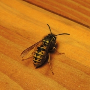 Vespula germanica at Conder, ACT - 7 May 2018 12:31 PM