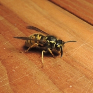 Vespula germanica at Conder, ACT - 7 May 2018 12:31 PM