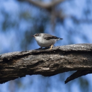 Daphoenositta chrysoptera at Michelago, NSW - 20 May 2012