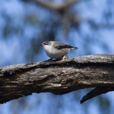 Daphoenositta chrysoptera (Varied Sittella) at Illilanga & Baroona - 20 May 2012 by Illilanga