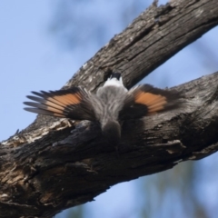 Daphoenositta chrysoptera at Michelago, NSW - 20 May 2012