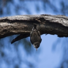 Daphoenositta chrysoptera at Michelago, NSW - 20 May 2012