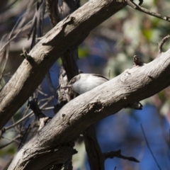 Daphoenositta chrysoptera at Michelago, NSW - 20 May 2012