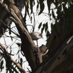 Daphoenositta chrysoptera at Michelago, NSW - 20 May 2012