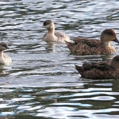 Poliocephalus poliocephalus (Hoary-headed Grebe) at Kings Point Walking Track - 26 Jul 2017 by CharlesDove