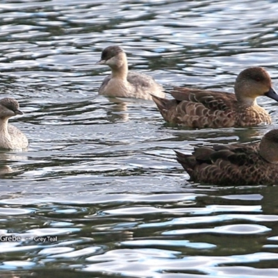 Poliocephalus poliocephalus (Hoary-headed Grebe) at Kings Point Walking Track - 26 Jul 2017 by CharlesDove