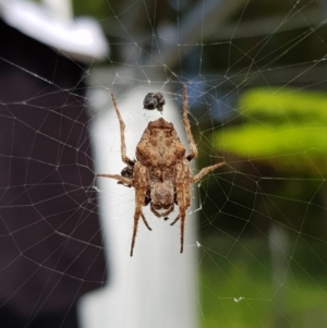 Hortophora sp. (genus) at undefined - 26 Jan 2018