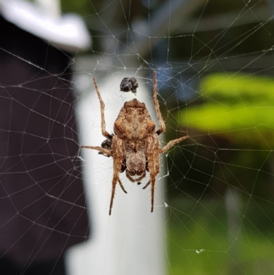 Hortophora sp. (genus) (Garden orb weaver) at Undefined - 26 Jan 2018 by Suemeade