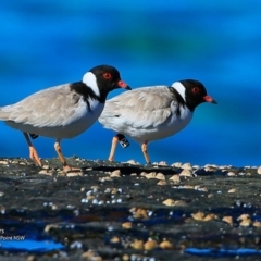 Charadrius rubricollis (Hooded Plover) at Wairo Beach and Dolphin Point - 24 Jul 2017 by Charles Dove