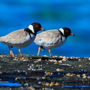 Charadrius rubricollis at suppressed - suppressed