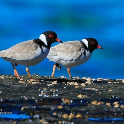 Charadrius rubricollis (Hooded Plover) at Wairo Beach and Dolphin Point - 24 Jul 2017 by Charles Dove