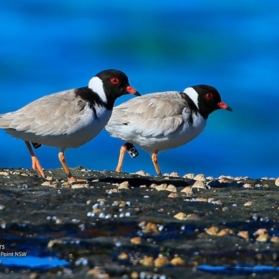 Charadrius rubricollis (Hooded Plover) at Dolphin Point, NSW - 25 Jul 2017 by CharlesDove