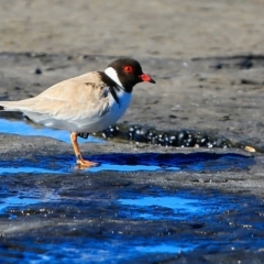 Charadrius rubricollis at suppressed - suppressed