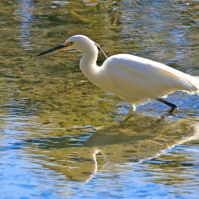 Egretta garzetta (Little Egret) at Undefined - 25 Jul 2017 by CharlesDove