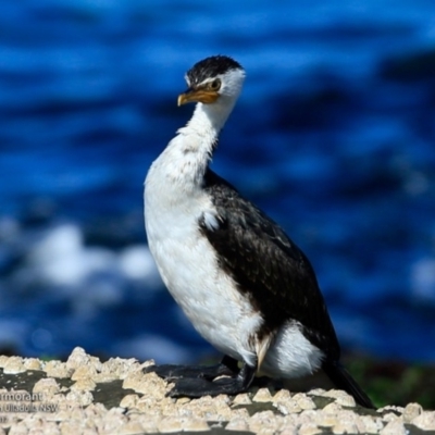 Microcarbo melanoleucos (Little Pied Cormorant) at South Pacific Heathland Reserve - 20 Jul 2017 by Charles Dove