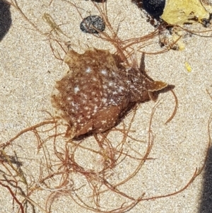 Aplysia sydneyensis at Denhams Beach, NSW - 23 Oct 2017