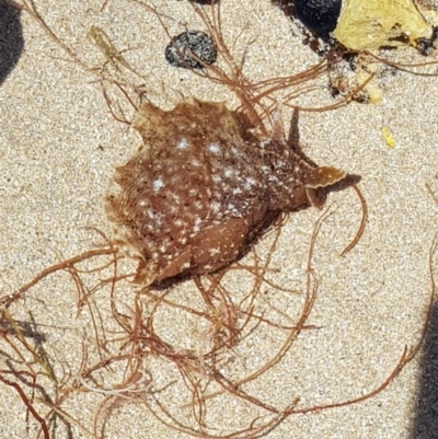 Aplysia sydneyensis (Aplysia sydneyensis) at Denhams Beach, NSW - 23 Oct 2017 by Suemeade