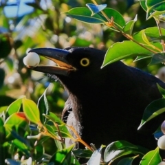 Strepera graculina (Pied Currawong) at Wairo Beach and Dolphin Point - 25 Jul 2017 by CharlesDove