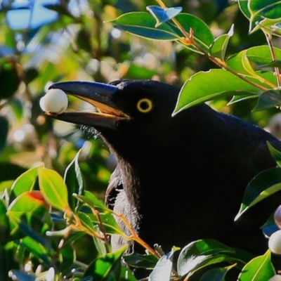 Strepera graculina (Pied Currawong) at Dolphin Point, NSW - 24 Jul 2017 by Charles Dove