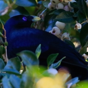 Ptilonorhynchus violaceus at Meroo National Park - 25 Jul 2017